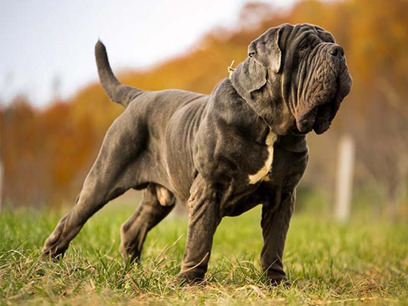 Facts about Nepolitan Mastiff dog breed | Nepolitan Mastiff breed information 